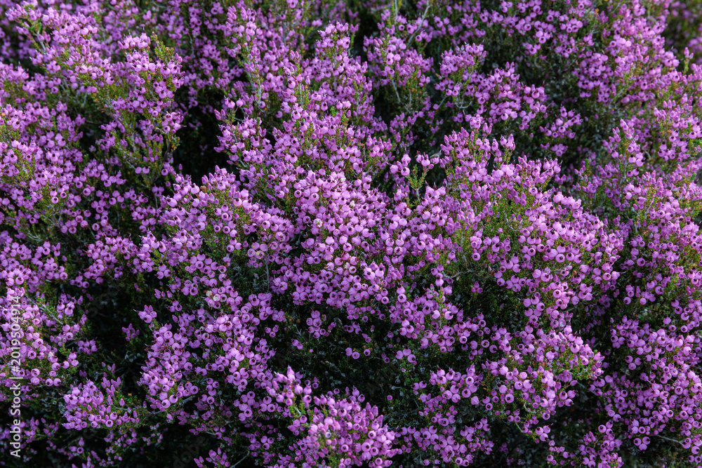 Obraz premium Erica umbellata. Dwarf Spanish heath, close-up of the shrub covered in pinkish-purple flowers.