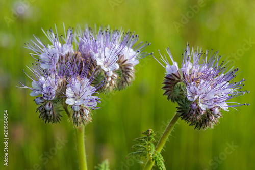 Phacelia tanacetifolia. Lacy phacelia, close-up of the blue inflorescences.