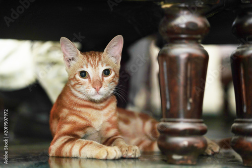 Orange tabby cat resting under wooden chair