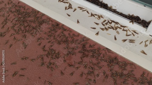 Mayflies dying after the night, hundreds of ephemeral insects covering the ground in their final agony beneath the cold light of dawn.