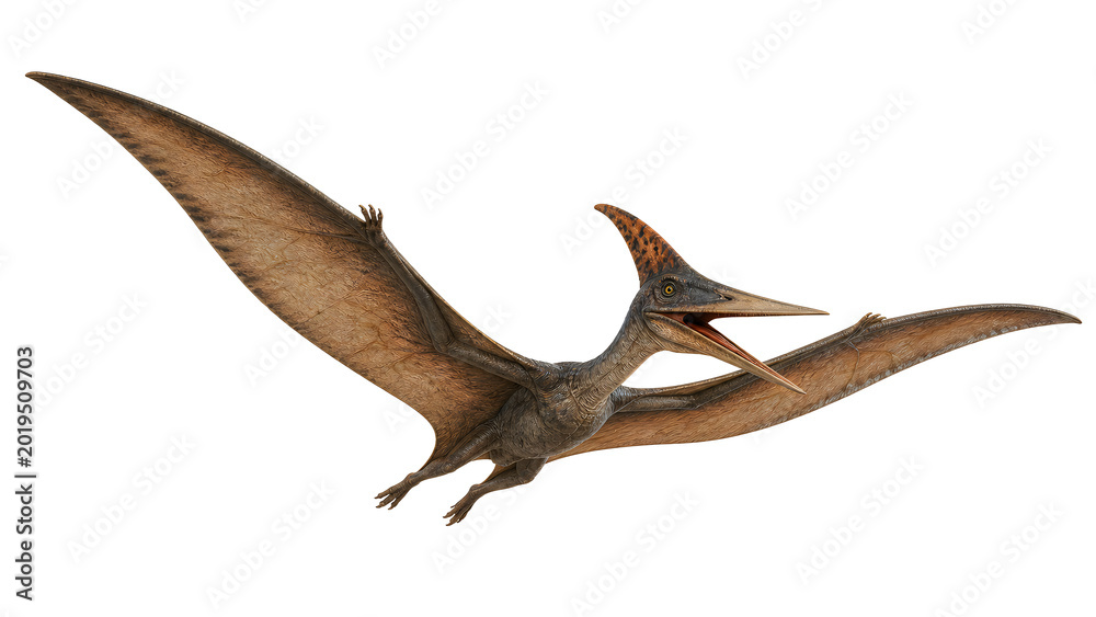 Fototapeta premium Pterosaur flying