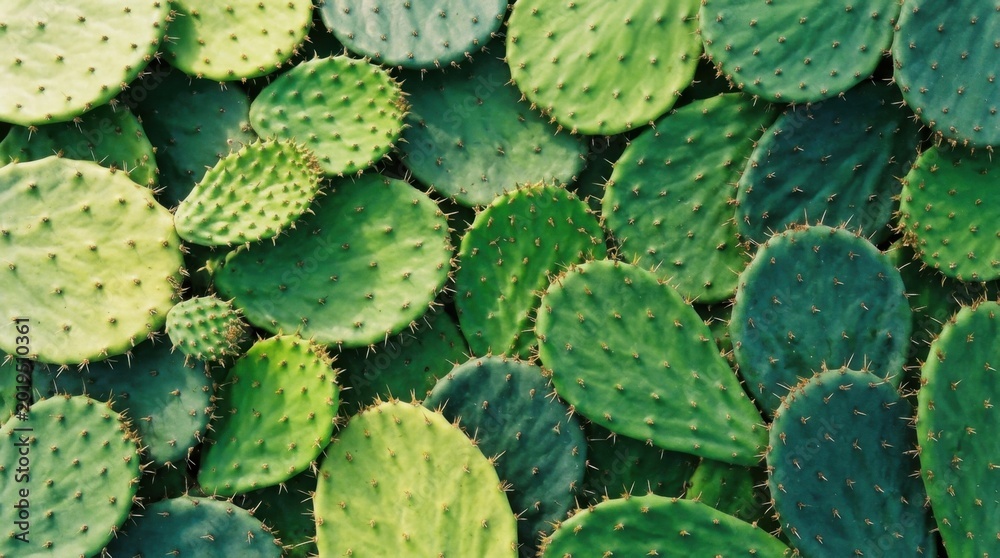 Fototapeta premium Close-up view of vibrant green prickly pear cactus pads, showcasing natural textures and patterns.