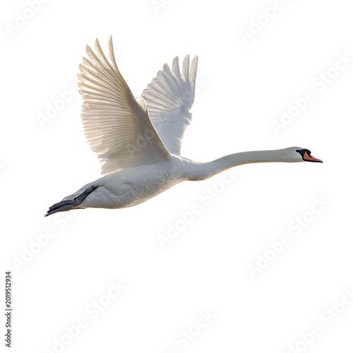 Quadro su tela Elegant Swan Gliding on Calm Lake White Background Stock Photo
