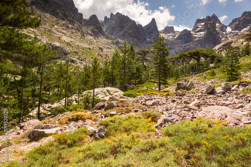 Rugged mountain landscape with green pine trees and rocky terrain under a cloudy sky, perfect for nature tourism and adventure trekking in Asco Valley, GR20, North Corsica.