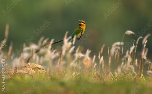 Vászonkép Blue tailed bee eater bird perched on a branch in the jungle with use of selecti