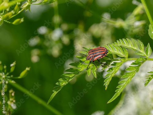 Bild auf Leinwand Bio Diversity - Bugs - Graphosoma italicum - Striped Bug on a Green Leaf