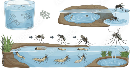 Fotografía Mosquito life cycle infographic chart showing growth stages from eggs to larva p