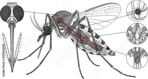 Fotografie Mosquito anatomy diagram showing internal structure head details digestive tract