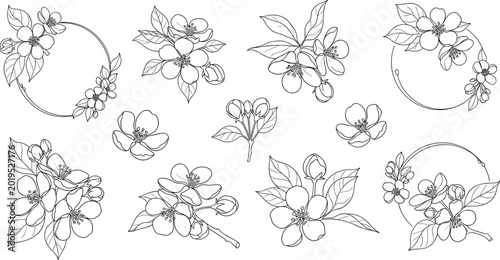 Apple blossom line art set with round floral frames botanical branches leaves and contours vector illustration
