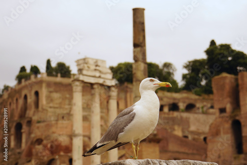 Photos A bird standing in Domus Flavia