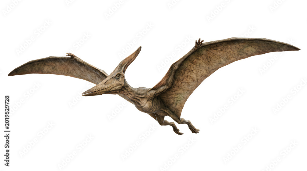 Fototapeta premium Pterosaur flying in prehistoric sky with wings spread