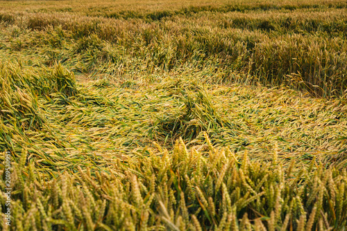 Bild auf Leinwand crops in the field that have been flattened by strong winds or heavy rain