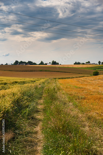 Slika na platnu a dirt track through the fields, almost overgrown