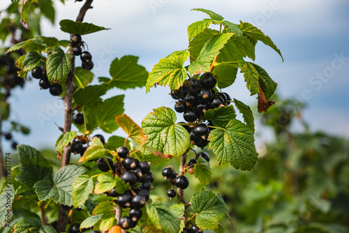 Photography a close-up of fruit-bearing blackcurrant bushes growing in a field