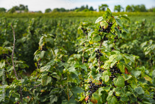 a close-up of fruit-bearing blackcurrant bushes growing in a field