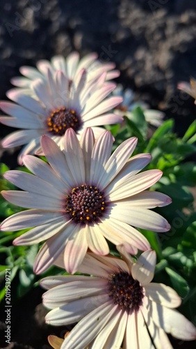 Obraz na plátně beautiful white daisies or adonis in a flowerbed