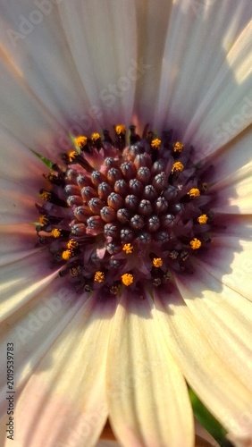 Fotografie beautiful white daisies or adonis in a flowerbed