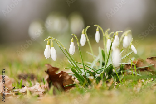 Foto Spring has arrived