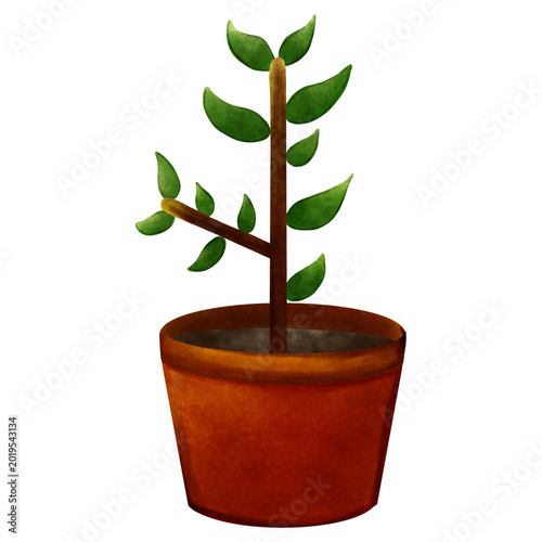 Watercolor illustration of a young green plant in a terracotta clay pot