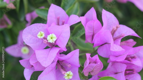 Beautiful Pink Petunia Flower Close-Up