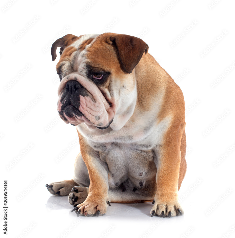 Fototapeta premium english bulldog