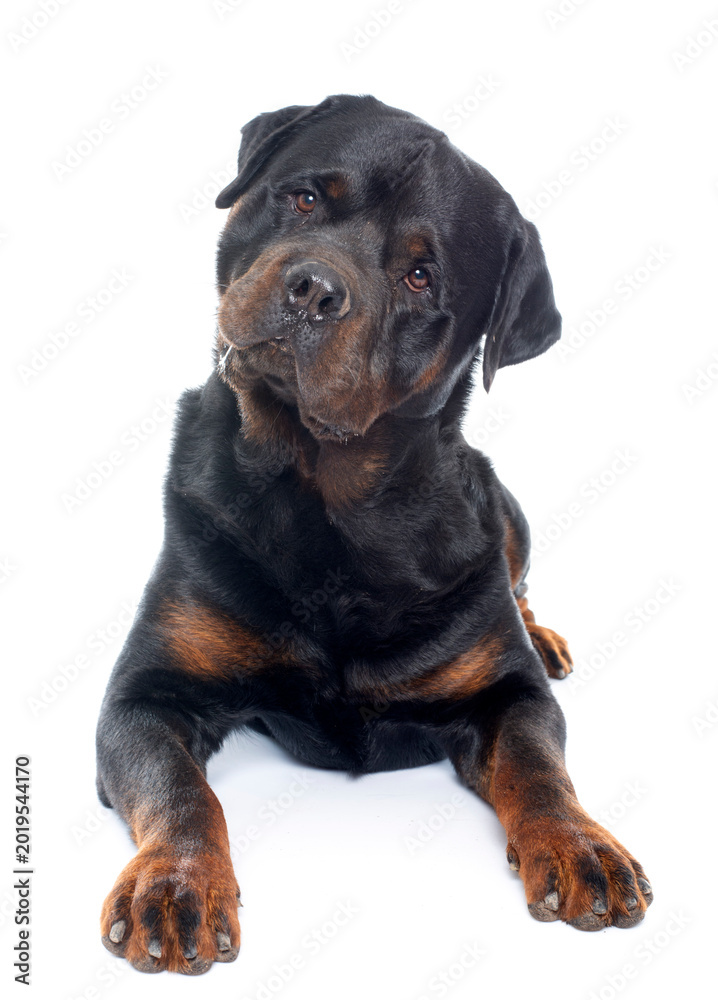 Fototapeta premium purebred male rottweiler