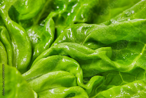 Fresh butter lettuce macro with water droplets