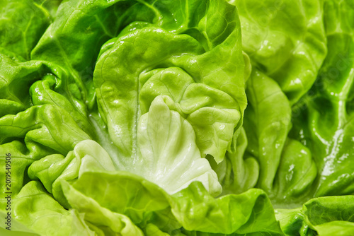 Fresh green lettuce leaf texture macro background