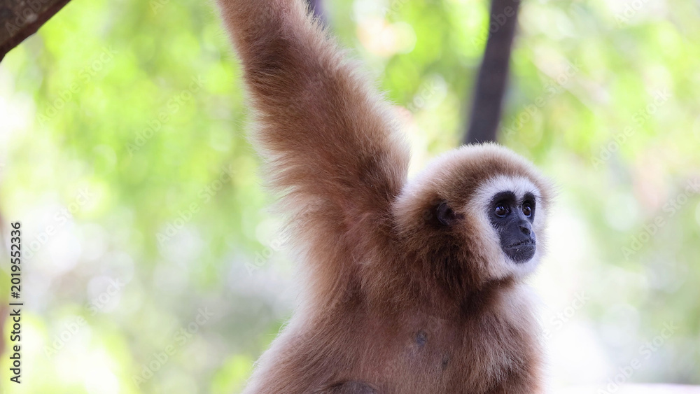 Fototapeta premium White-Handed Gibbon Hanging from a Tree Branch in Khao Kheow Zoo