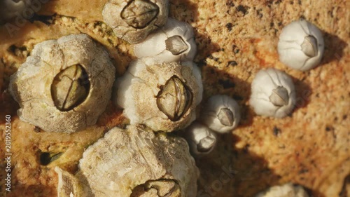Barnacle arthropod closed and attached to the side of harbour wall close up stock footage