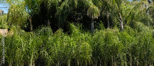 Obraz na plátně Dense tropical palm grove with lush green fronds in bright sunlight, featuring areca palms and exotic garden foliage for nature backgrounds
