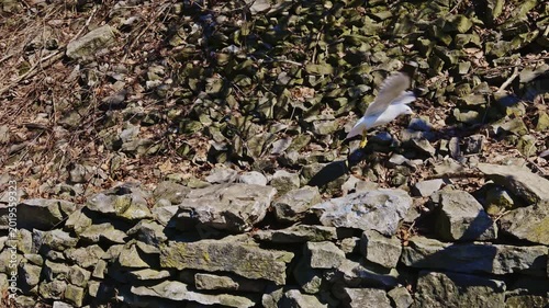 Two seagulls are taking off from a rocky surface near a stone wall. The scene shows a natural area with dry leaves and rocks under a bright sky.