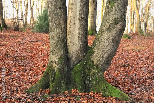 Foto Dreistämmige Buche, Mehrbrüderbaum, ein mehrstämmiger Baum, der historisch durch eine spezielle Pflanzmethode auf ehemaligen Hudeflächen (Viehweiden) entstanden ist