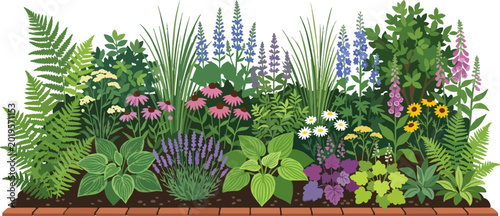 Lush Garden Flower Bed with Diverse Perennial Plants and Ferns Arranged in a Beautiful Landscaping Border Design Vector Illustration