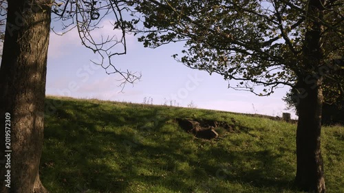 Bare solitary oak tree in the countryside scenery stock footage
