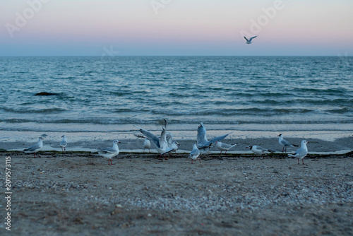 Photography White seagulls are looking for food on a seashore and in the water over the sea