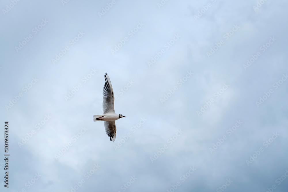 Obraz premium Lonely seagull is flying in the dramatic evening sky