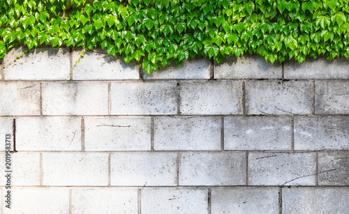 Bild auf Leinwand Green Ivy Leaves Growing on Top of Grey Concrete Block Wall