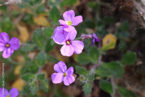 Aubrieta 'Lavender Gem'. Close up of lavender, pink, violet, lilac aubrieta flower in the spring. 