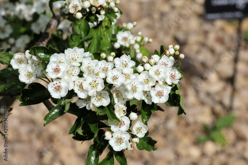 Canvas Print Crataegus monogyna 'Flexuosa'