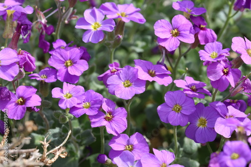 Aubrieta 'Purple Cascade' (Cascade Series). Close up macro of purple aubrieta flowers in spring.  