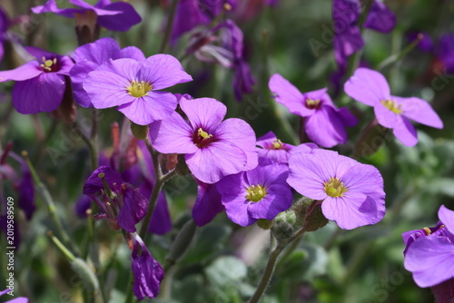 Aubrieta 'Purple Cascade' (Cascade Series). Close up macro of purple aubrieta flowers in spring.  