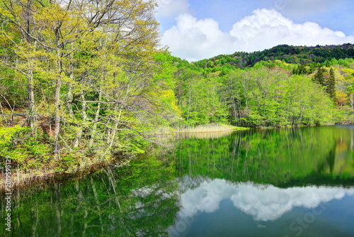 新緑のすずらん湖