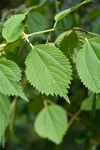 False nettle leaves - Latin name - Boehmeria cylindrica
