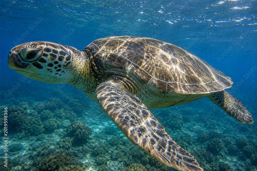 Fototapeta premium Turtle in marine. Orange corals in the background. Colorful pattern, texture, wallpaper, panoramic underwater view. Concept art, graphic resources, macro photography