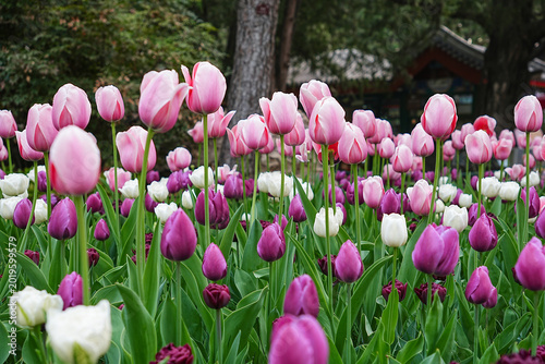 Foto pink tulip field