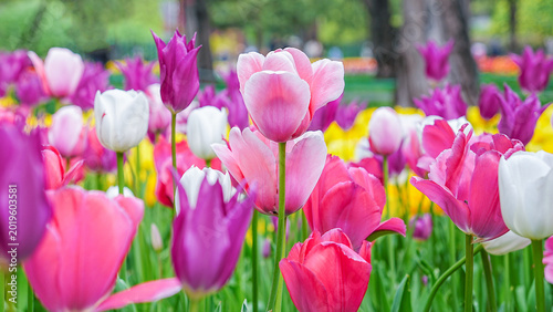 tulips, sea of flowers, spring