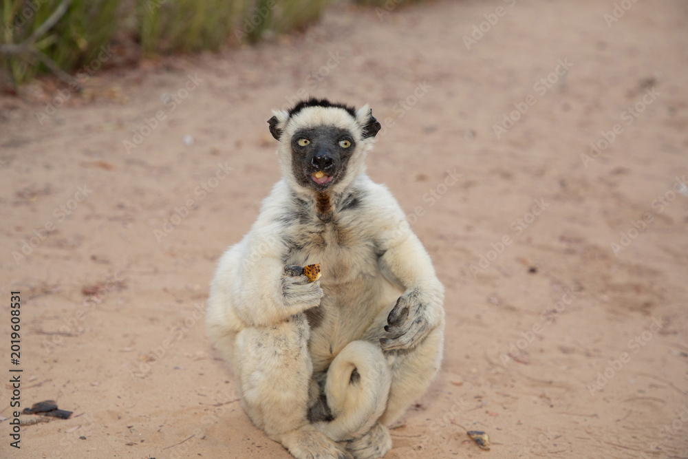 Fototapeta premium Verreaux's white sifaka with dark head Madagascar island fauna.