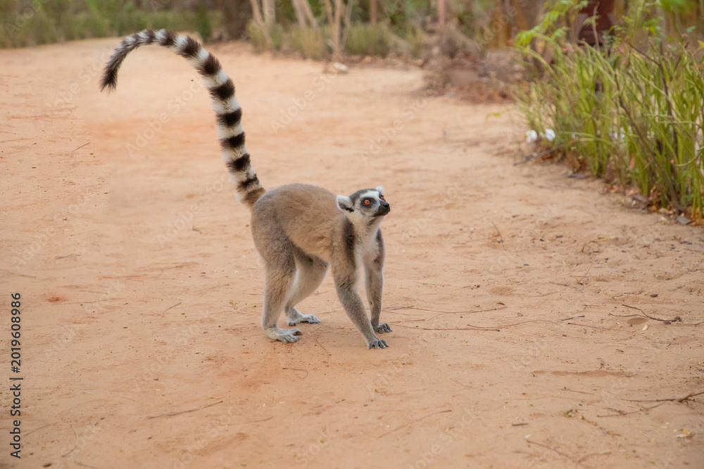 Fototapeta premium ring-tailed lemur, Lemur catta at Madagascar