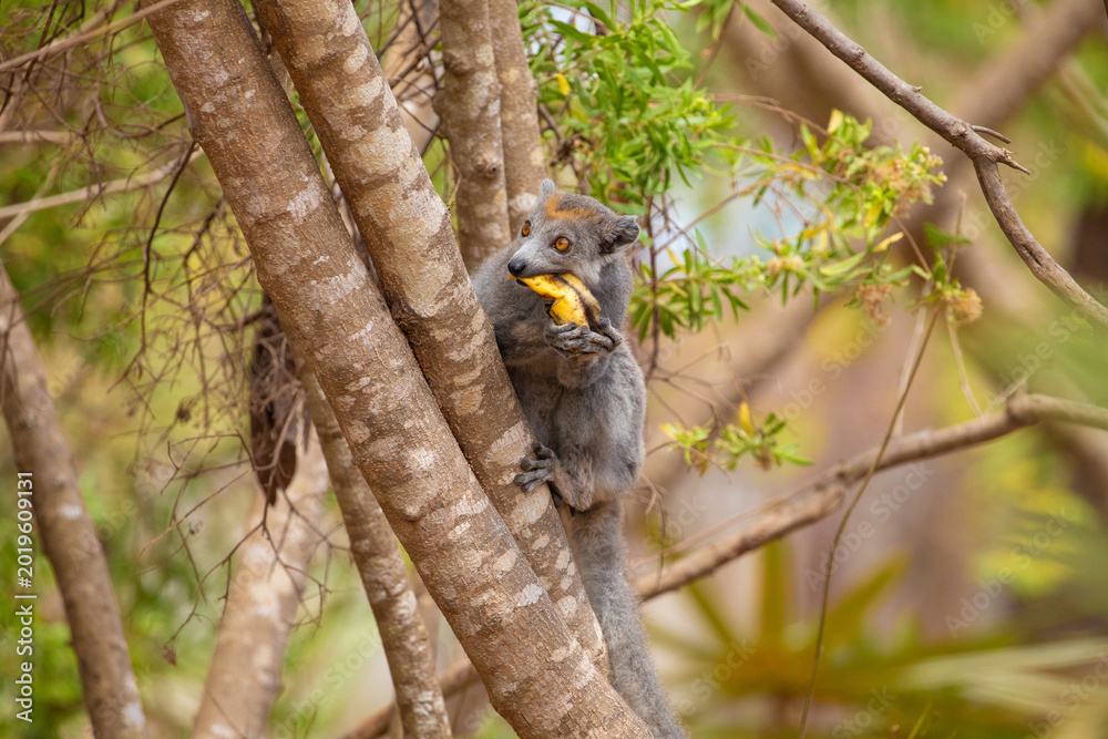 Fototapeta premium Crowned lemur in forest Madagascar nature.